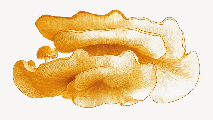 Champignon Antrodia pour le foie