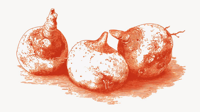 Decouvrez les bienfaits du konjac