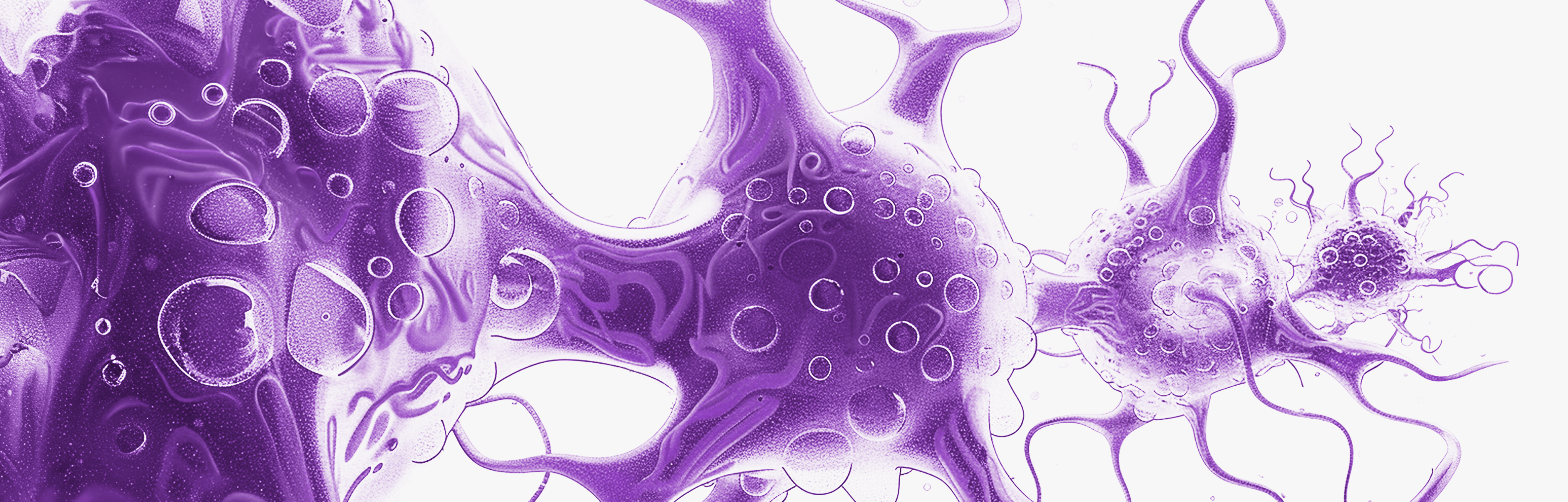 Compléments alimentaires neuroprotecteurs
