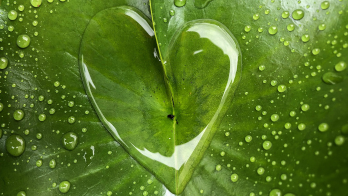 Forme de cœur sur une plante