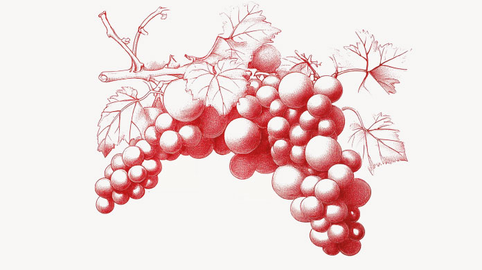 Tout ce qu’il faut savoir sur la vigne rouge
